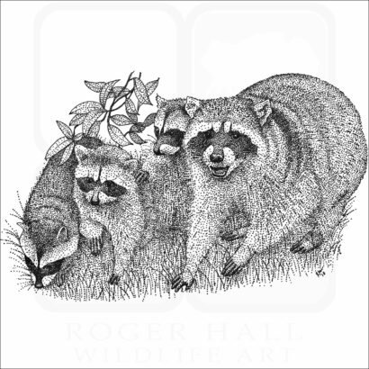 Northern Raccoons