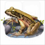 Northern Red-Legged Frog illustration