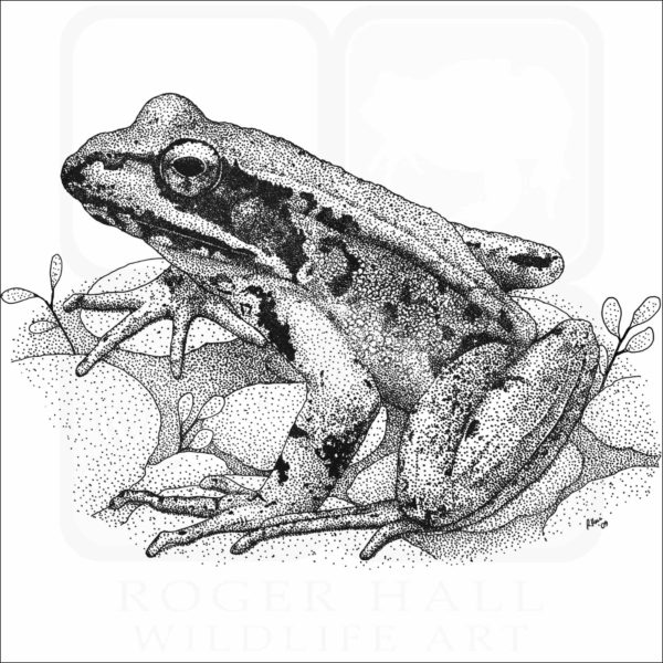 Northern Red-Legged Frog
