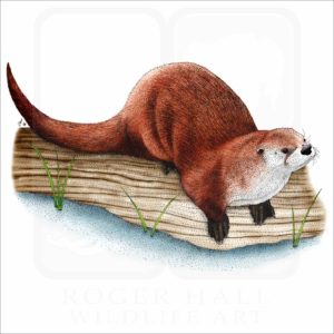 Northern River Otter illustration