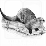 Northern River Otter - Signed Fine Art Print - Image 2