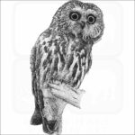 Northern Saw-Whet