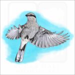 Great Grey or Northern Shrike illustration