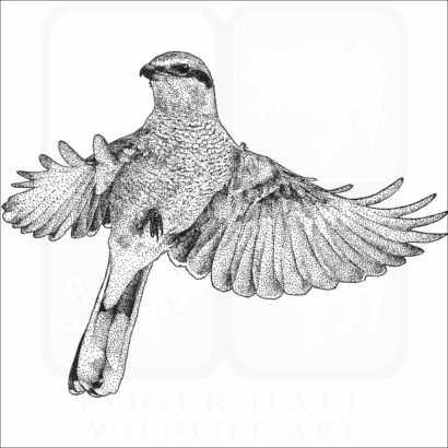 Great Grey or Northern Shrike