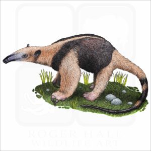 Northern Tamandua Anteater illustration