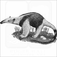 Northern Tamandua Anteater