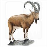 Nubian Ibex illustration
