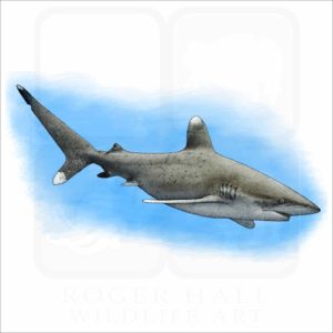 Oceanic Whitetip Shark illustration