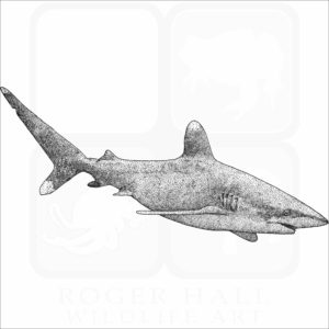 Oceanic Whitetip Shark