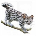 Oncilla illustration