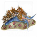 Opalescent Nudibranch illustration