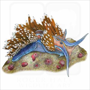 Opalescent Nudibranch illustration