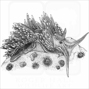 Opalescent Nudibranch