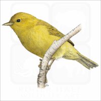 Orange Crowned Warbler illustration