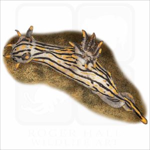 Orange-Spike Polycera illustration