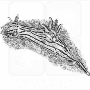 Orange-Spike Polycera