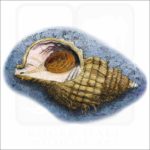 Oregon Hairy Triton illustration