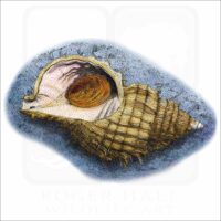 Oregon Hairy Triton illustration