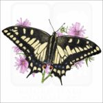 Oregon Swallowtail Butterfly illustration