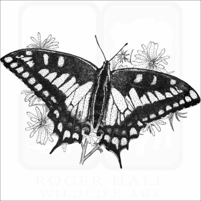 Oregon Swallowtail Butterfly