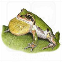 Ornate Chorus Frog illustration