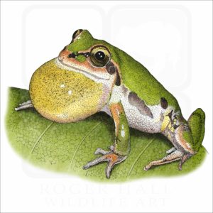 Ornate Chorus Frog illustration