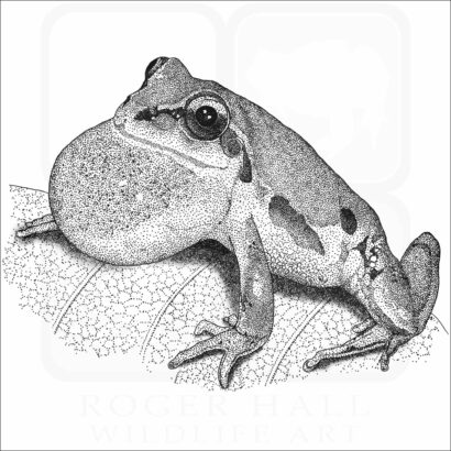 Ornate Chorus Frog