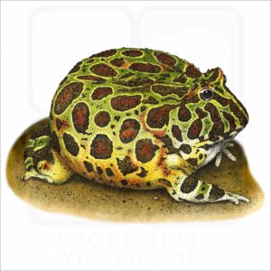 Ornate Horned Frog illustration