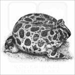 Ornate Horned Frog