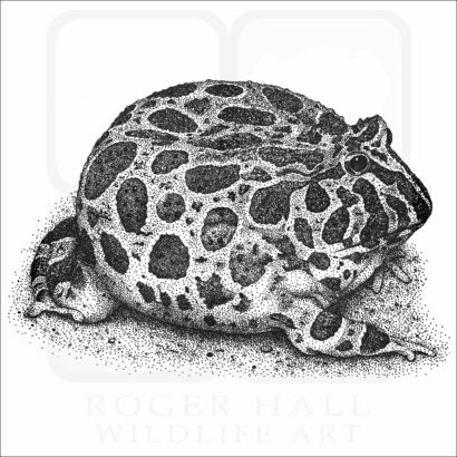 Ornate Horned Frog