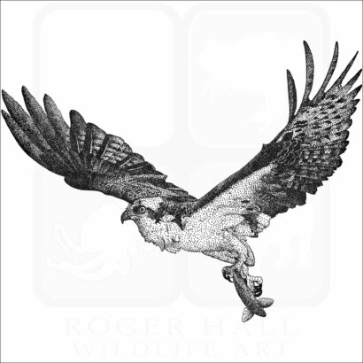 Osprey