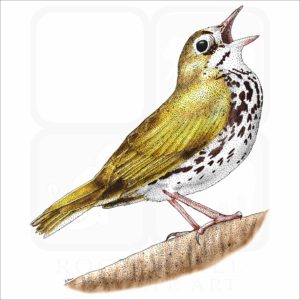 Ovenbird illustration