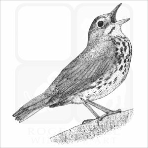 Ovenbird