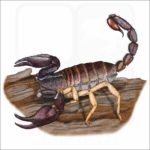 California Forest Scorpion illustration