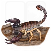 California Forest Scorpion illustration