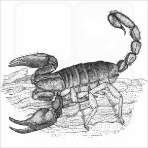 California Forest Scorpion