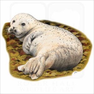 Pacific Harbor Seal illustration