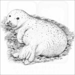 Pacific Harbor Seal