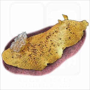 Sea Lemon illustration