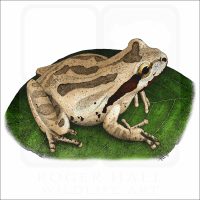 Pacific Tree Frog illustration
