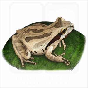 Pacific Tree Frog illustration