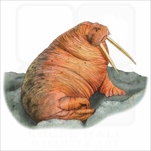 Pacific Walrus illustration