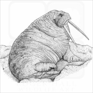 Pacific Walrus