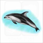 Pacific White-Sided Dolphin illustration