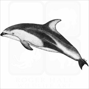 Pacific White-Sided Dolphin