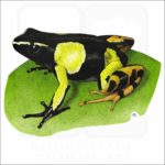 Painted Mantella illustration