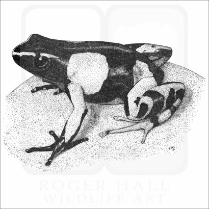 Painted Mantella