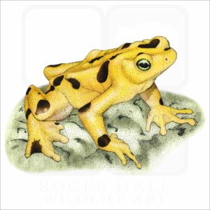 Panamanian Golden Frog illustration