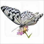 Paper Kite Butterfly illustration