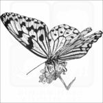 Paper Kite Butterfly